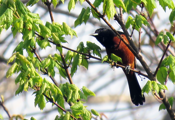 Orchard Oriole by Ventures Birding